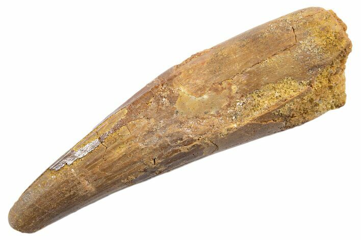 Fossil Spinosaurus Tooth - Real Dinosaur Tooth #345584